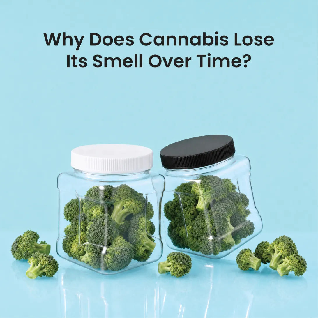 Why Does Cannabis Lose Its Smell Over Time?