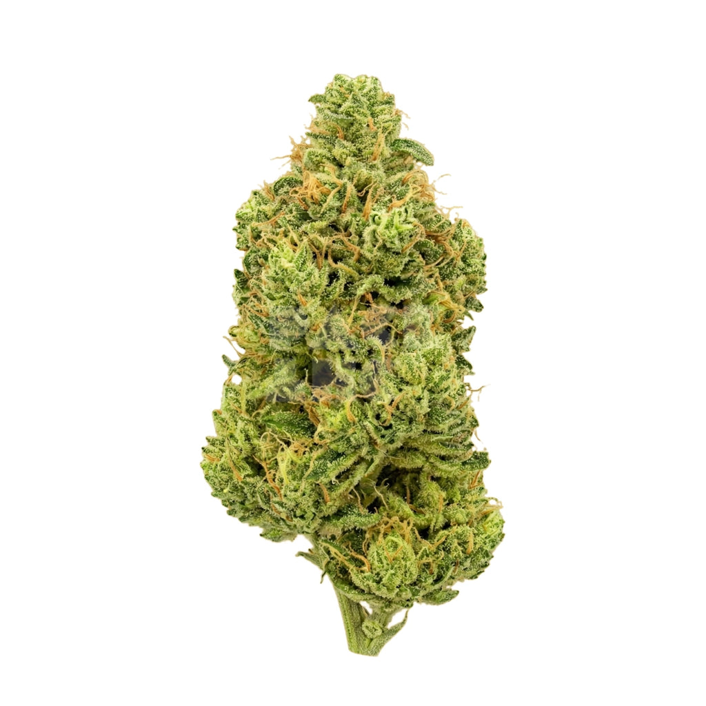 Bud showcase 1