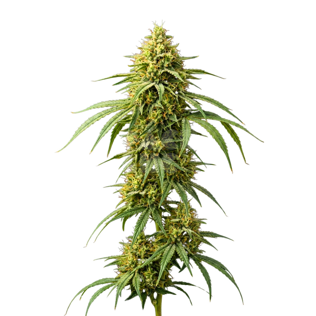 Bud showcase 3