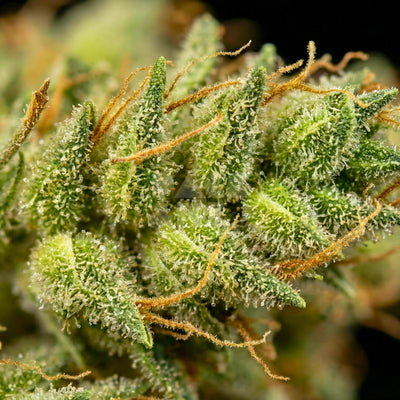 Strain 3 Kings (fem)
