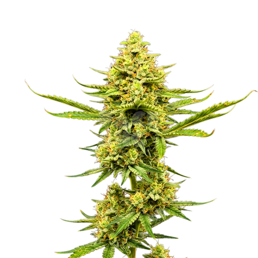 Bud showcase 3