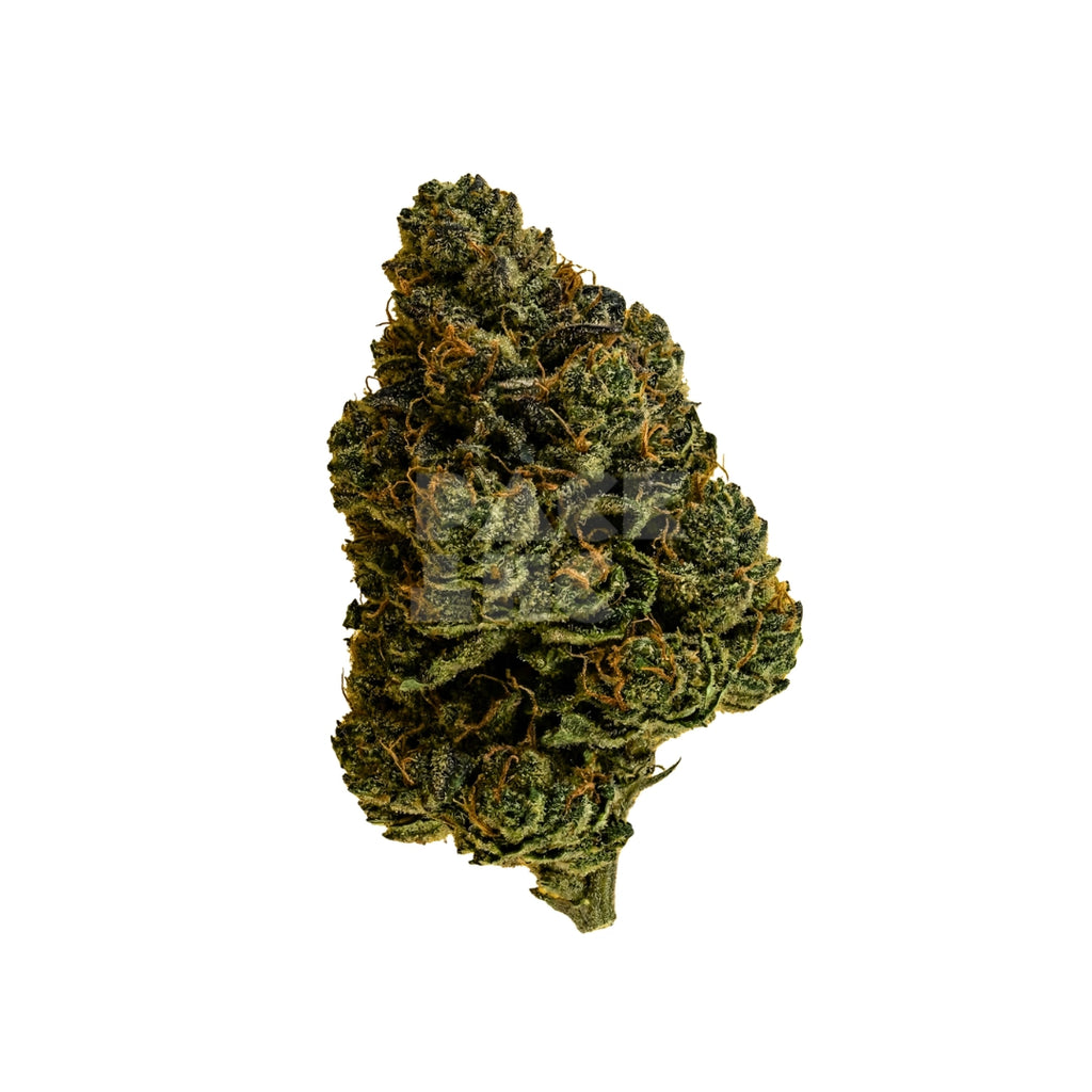 Bud showcase 4