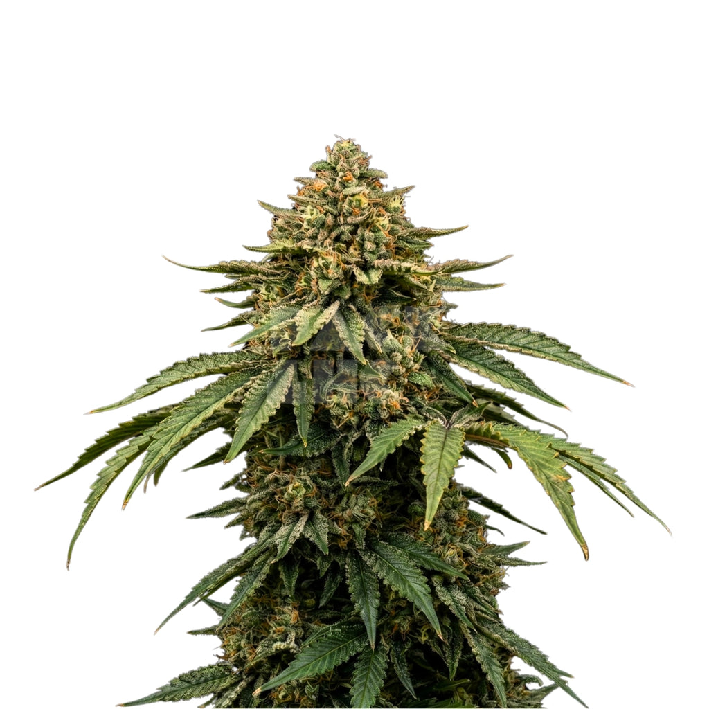 Bud showcase 2