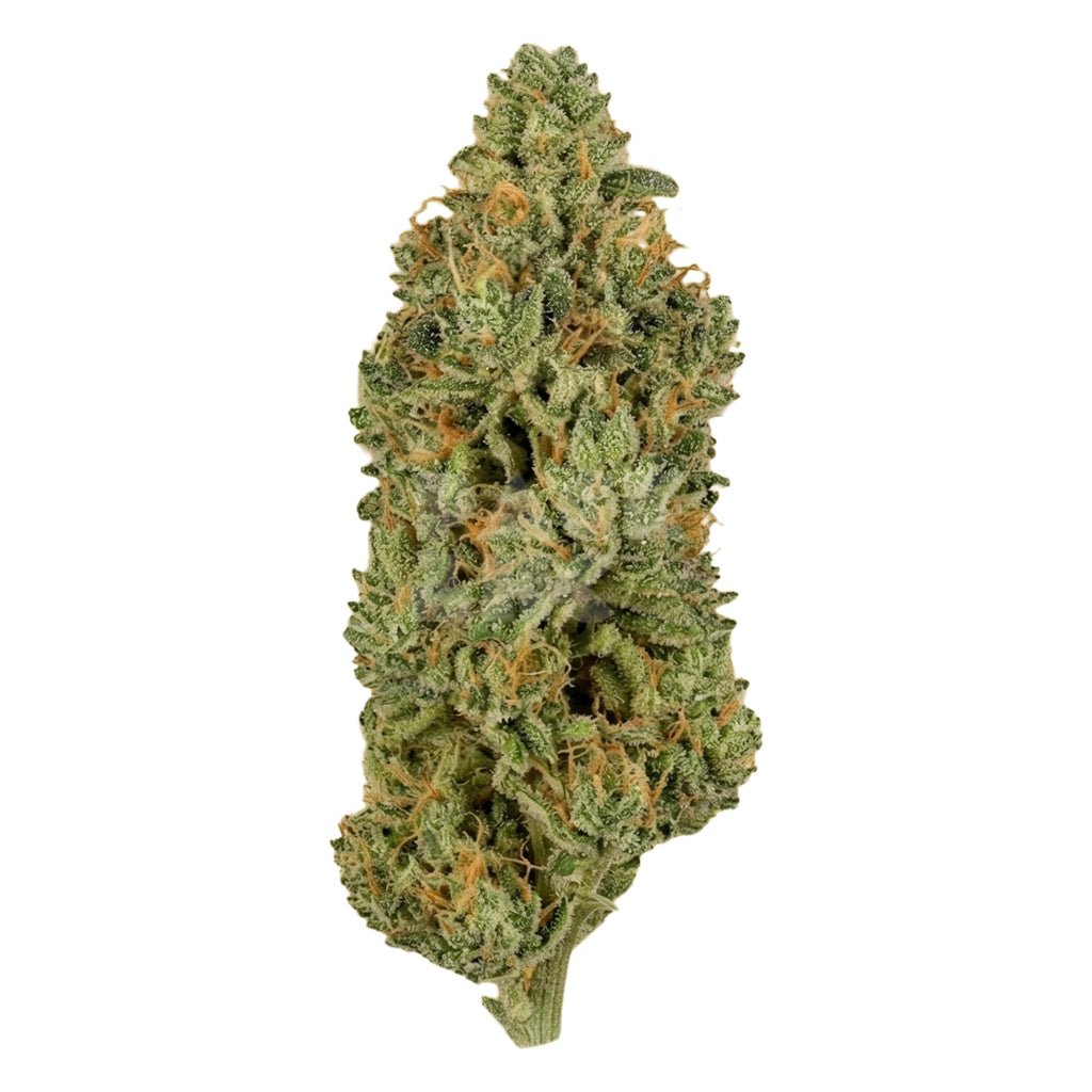 Bud showcase 1