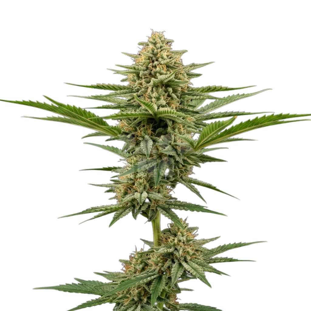 Bud showcase 3
