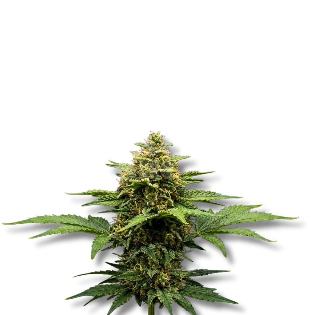 Bud showcase 1