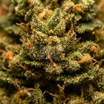 Strain AK47