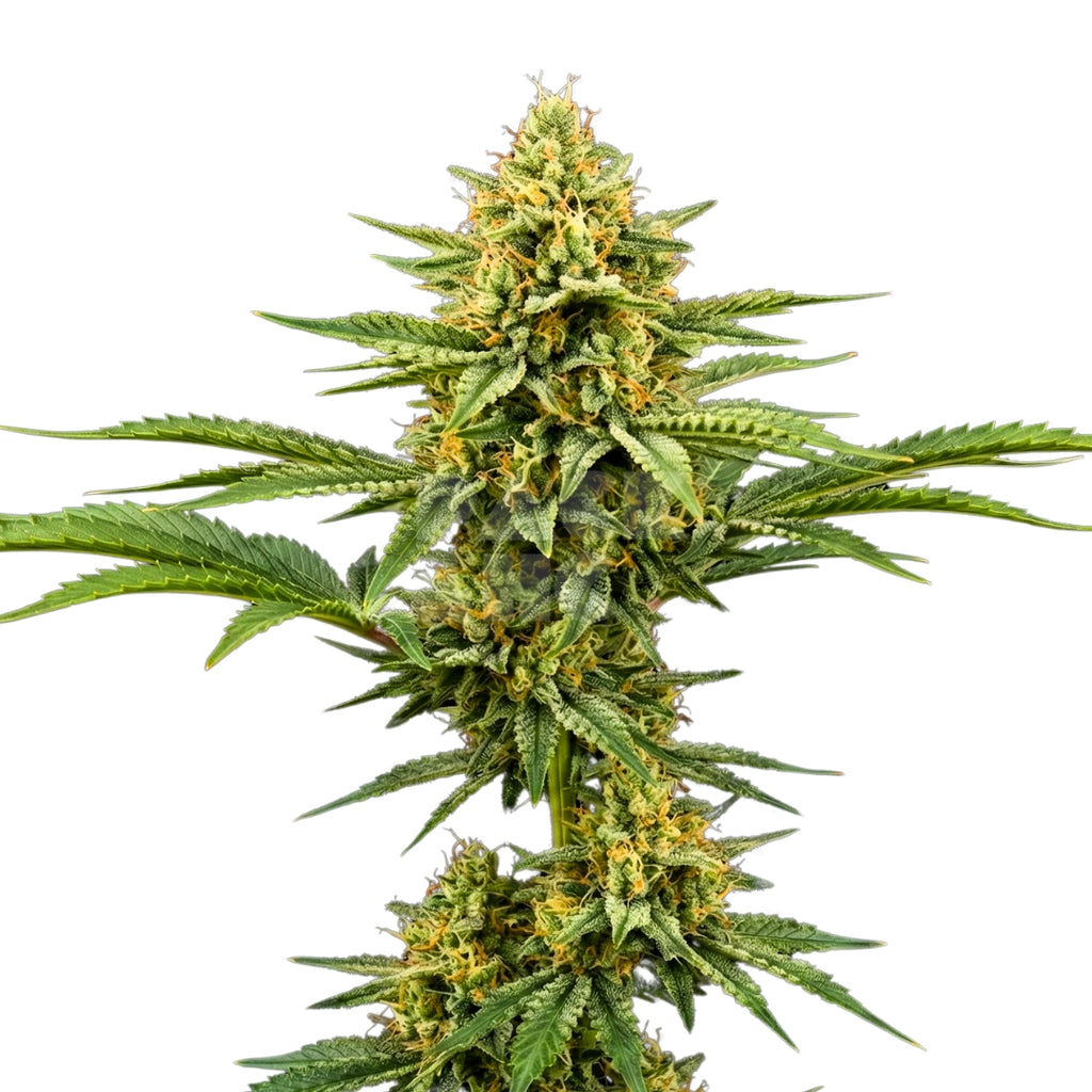 Bud showcase 1