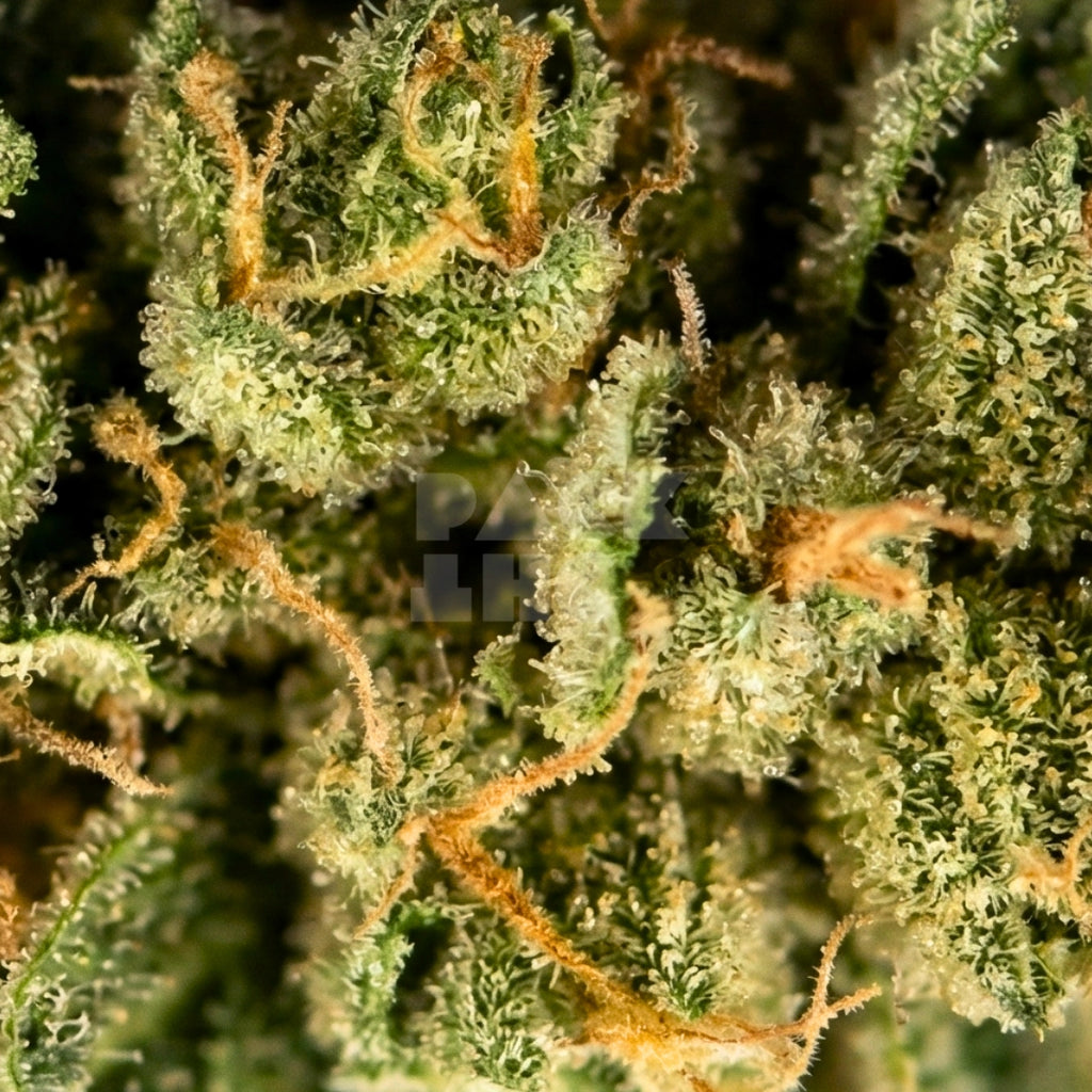 AK-48