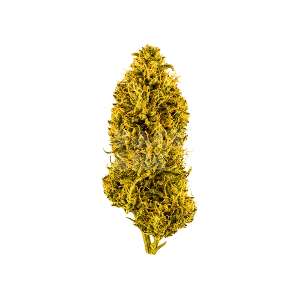 Bud showcase 1