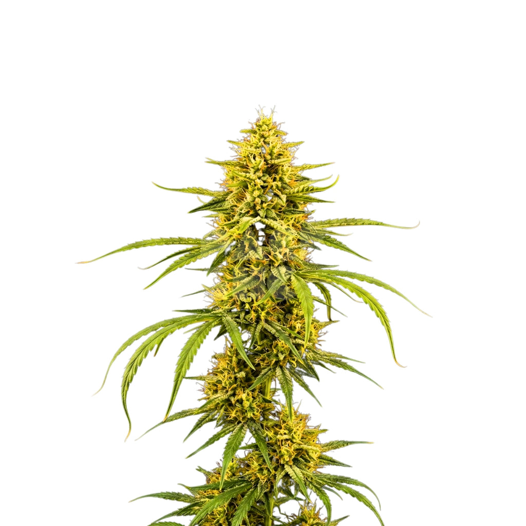 Bud showcase 3