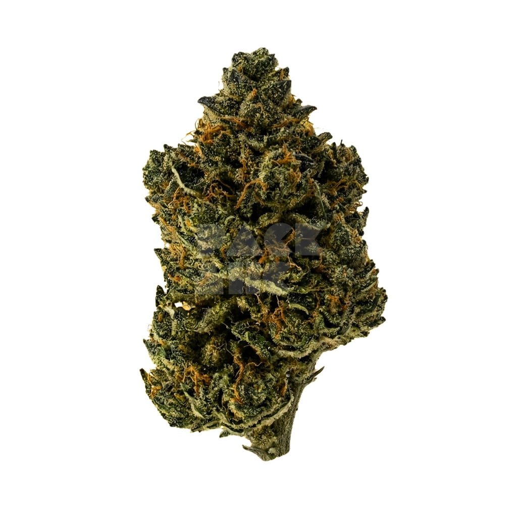 Bud showcase 4