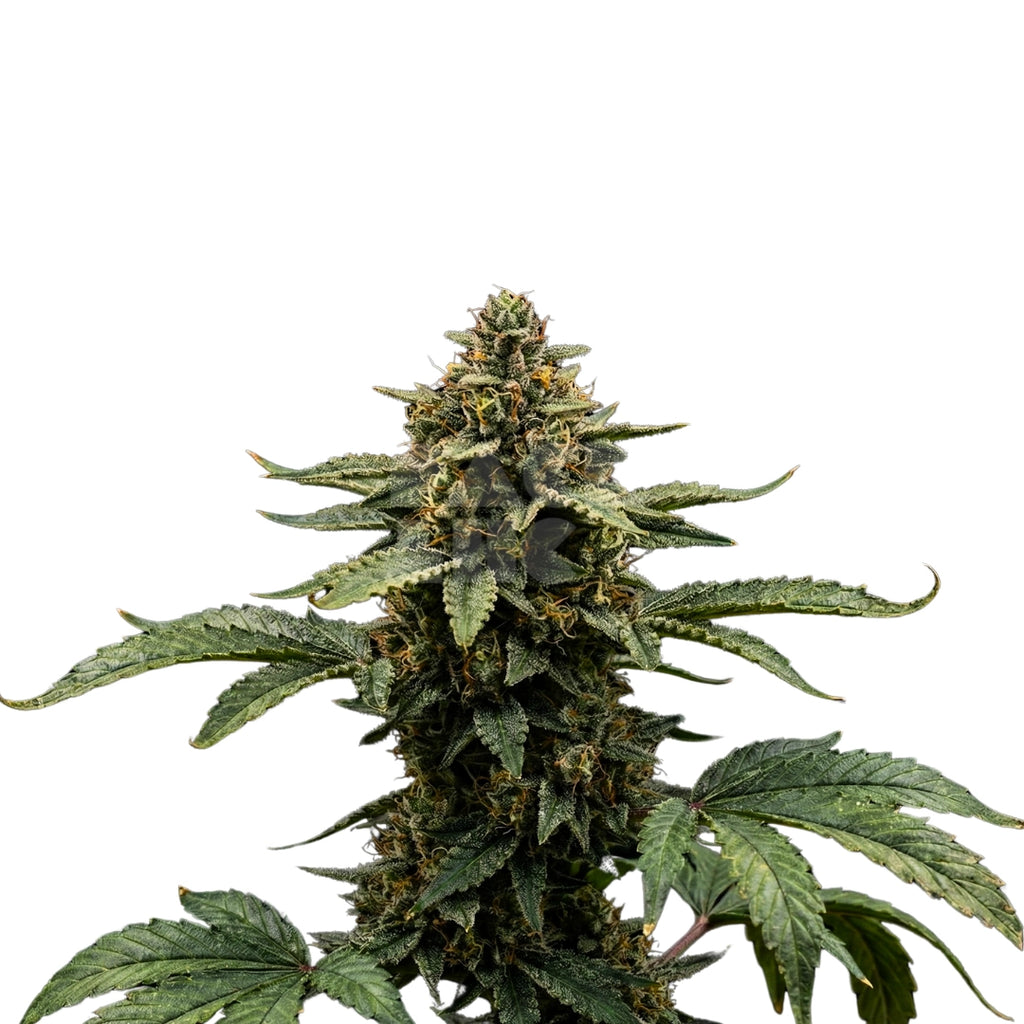 Bud showcase 1
