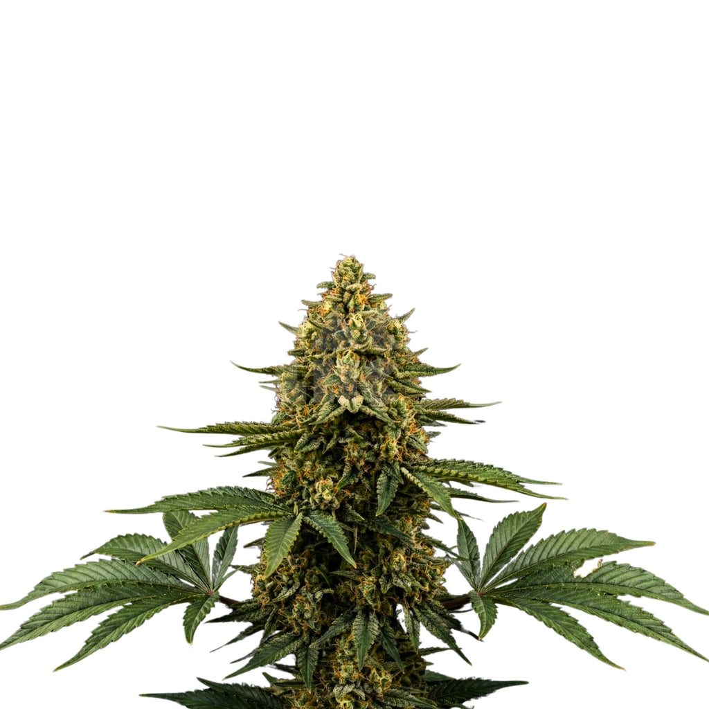 Bud showcase 1