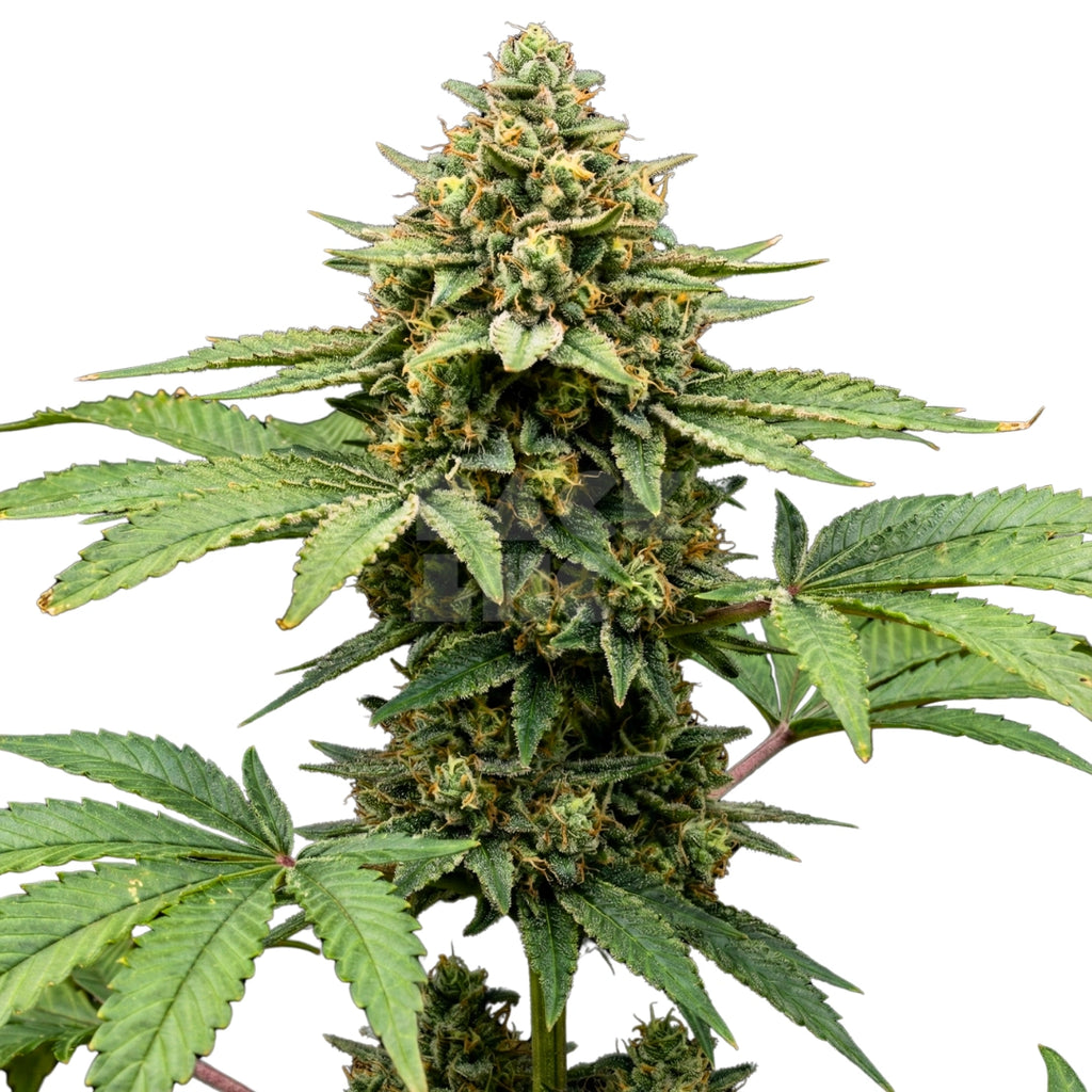 Bud showcase 3