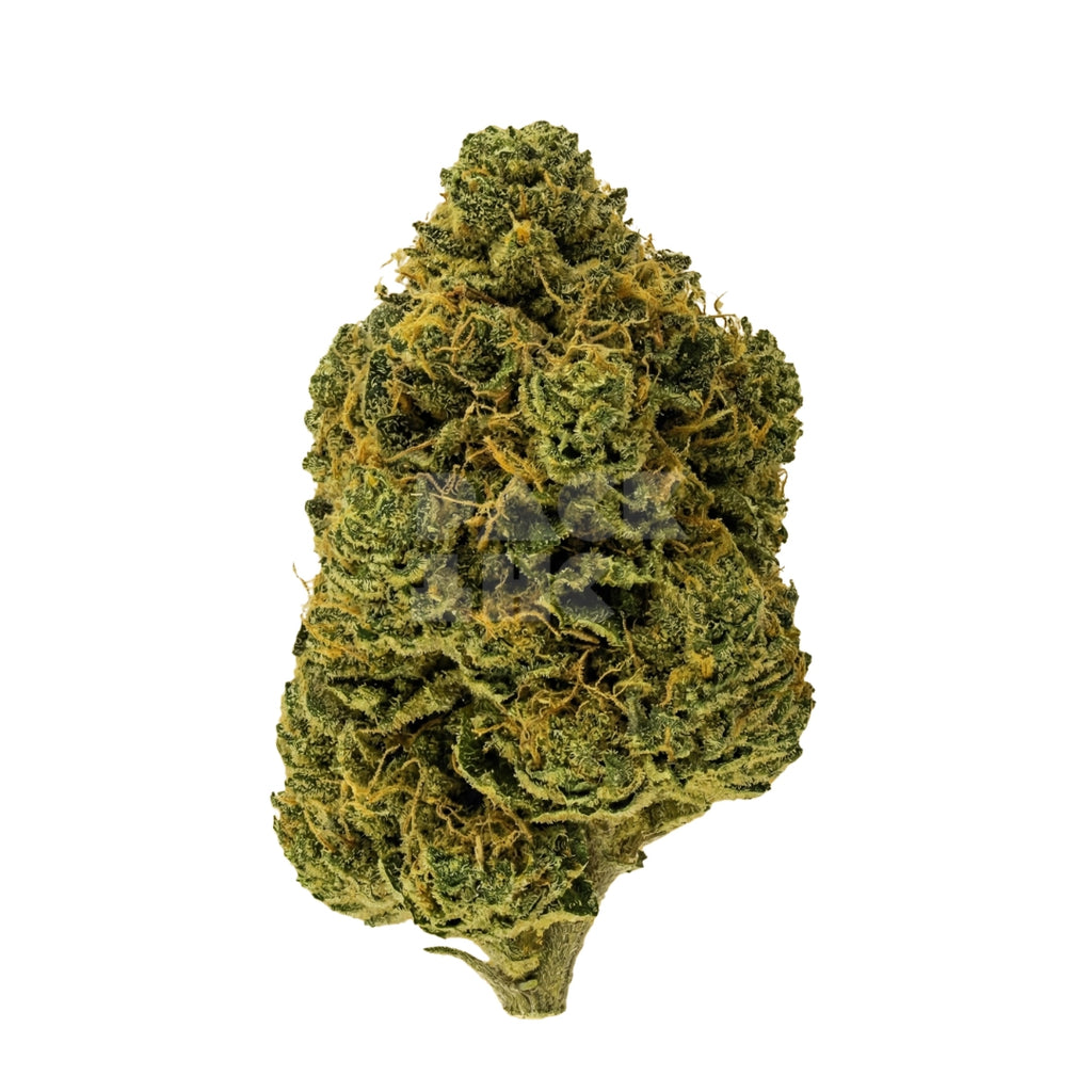 Bud showcase 1