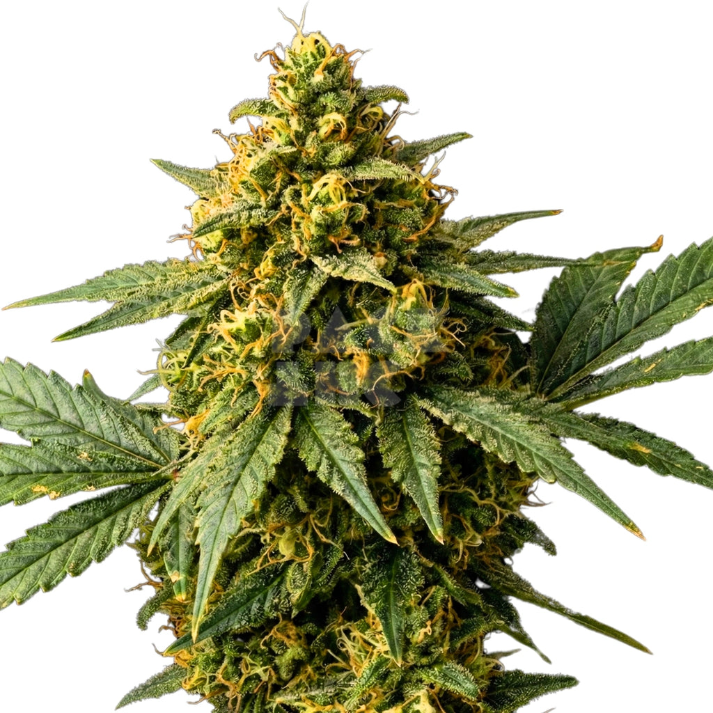 Bud showcase 3