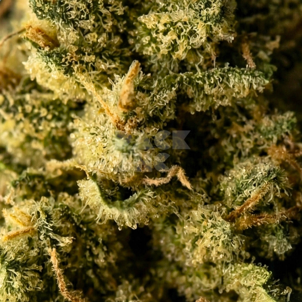 Afghan Kush x Super Skunk