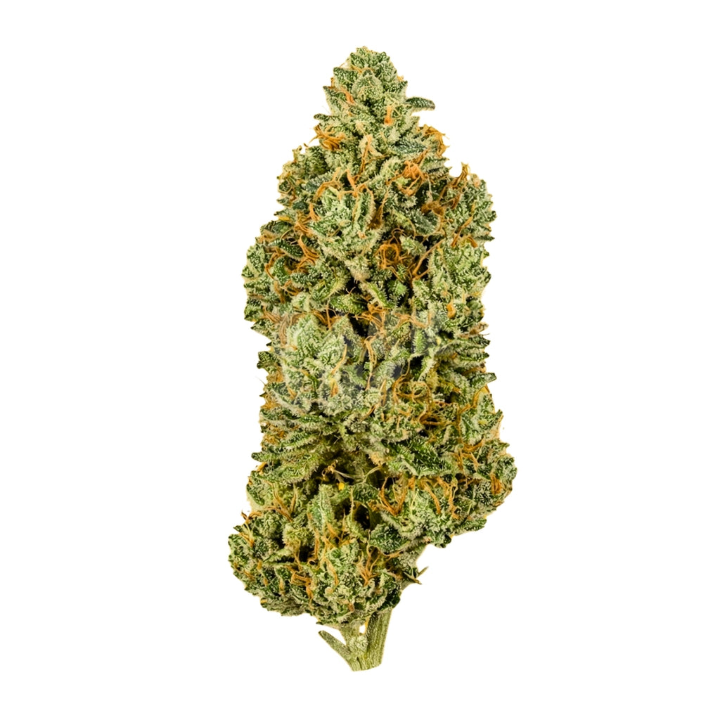 Bud showcase 3