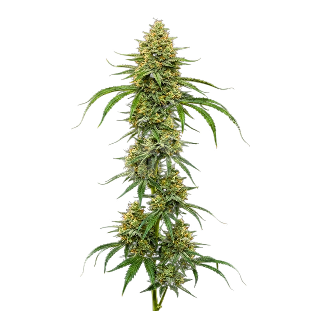 Bud showcase 2