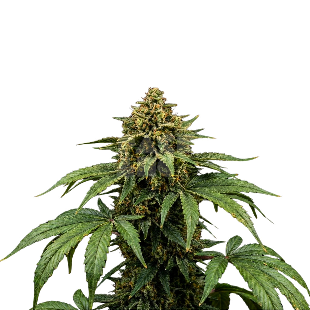 Bud showcase 2