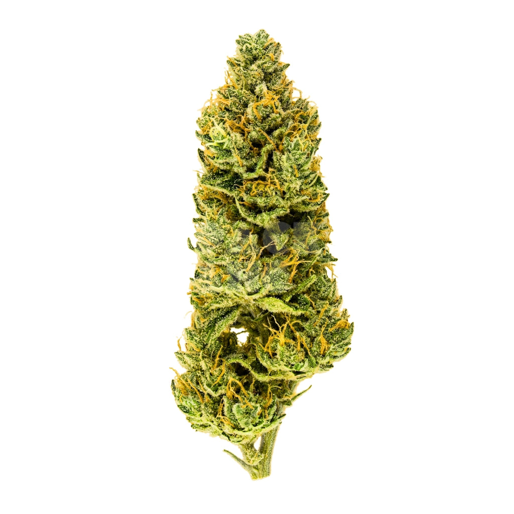 Bud showcase 2
