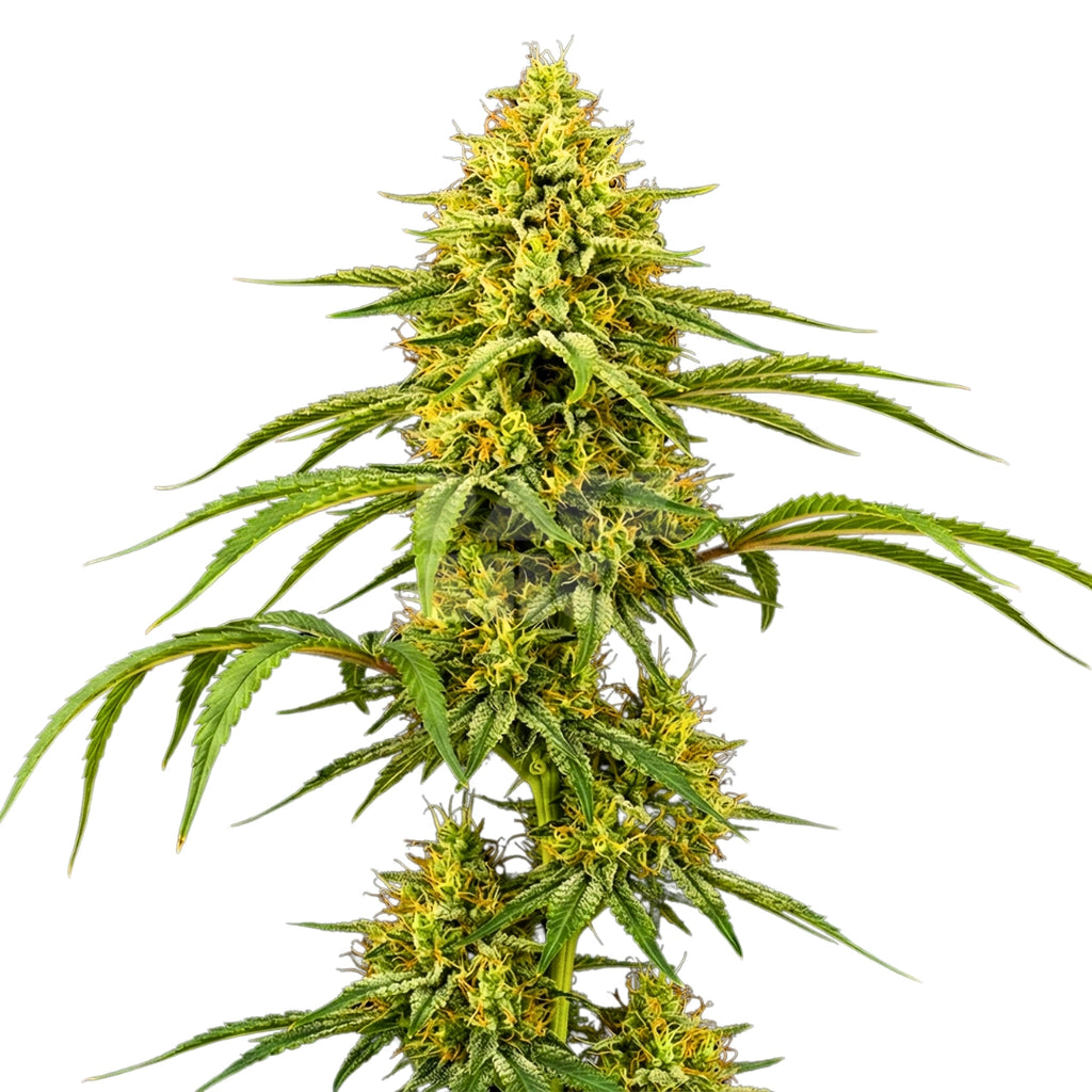 Bud showcase 3