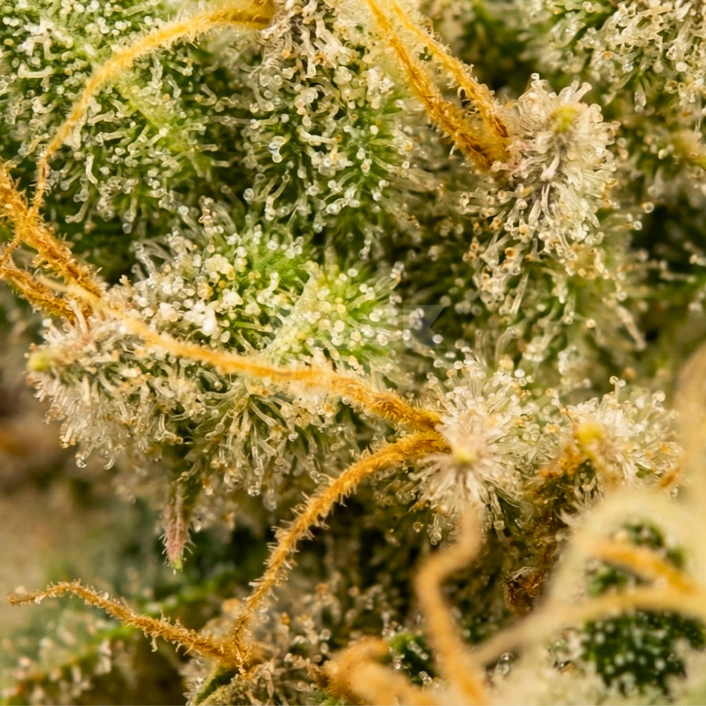 Afghani Hawaiian x Laos x Jamaica