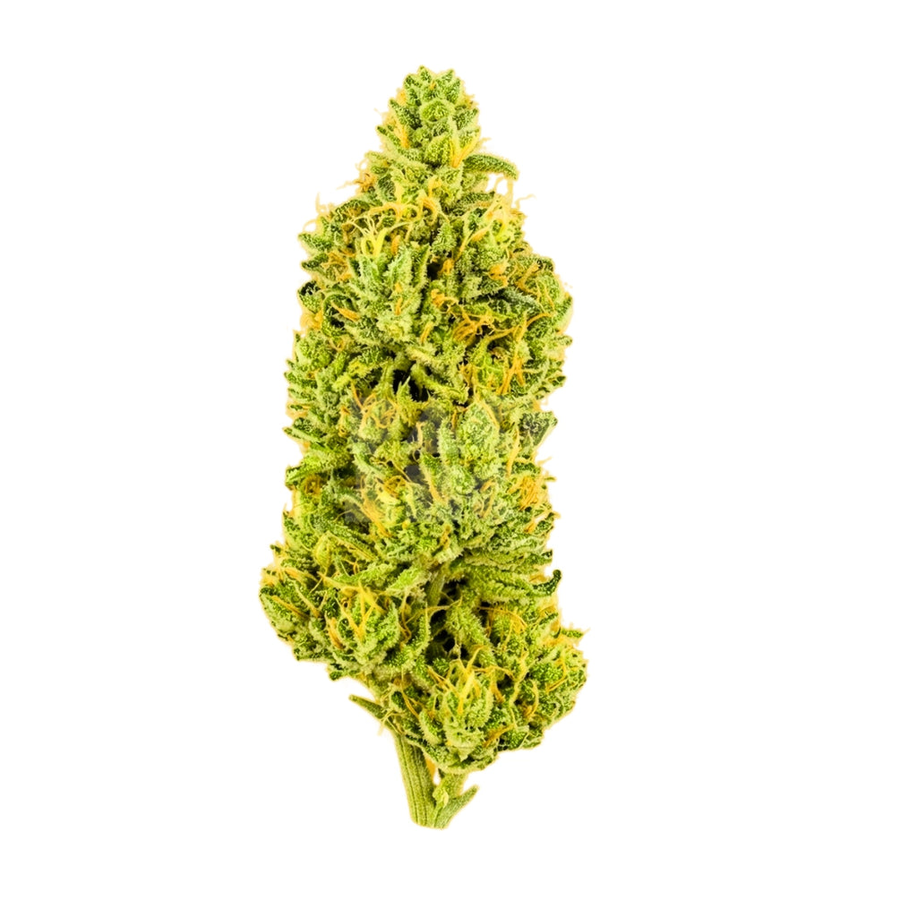 Bud showcase 4