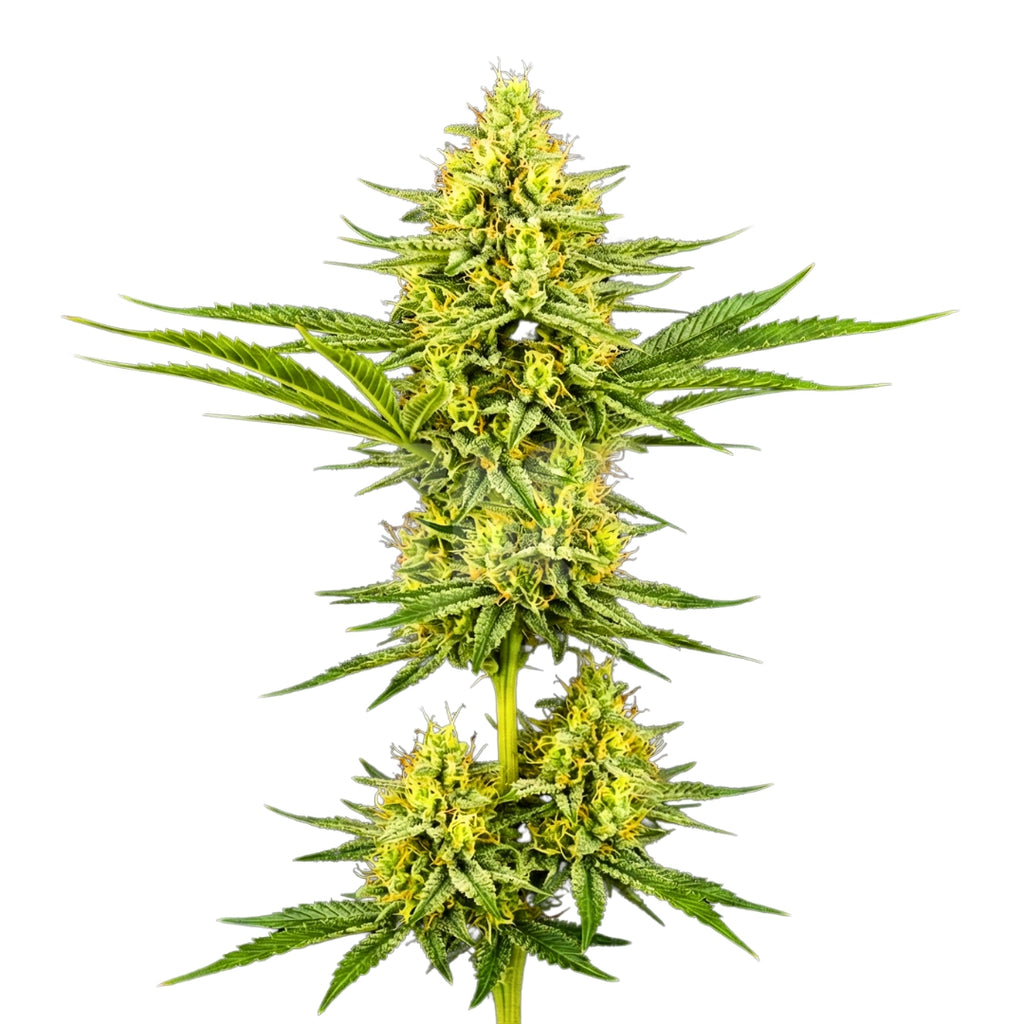 Bud showcase 1