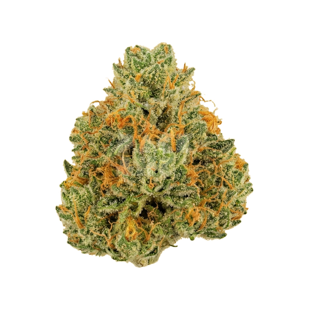 Bud showcase 1