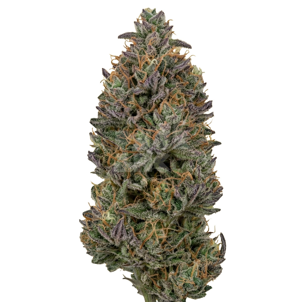 Bud showcase 3