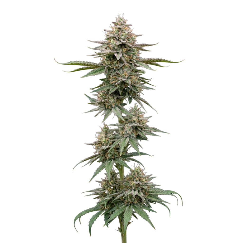 Bud showcase 2