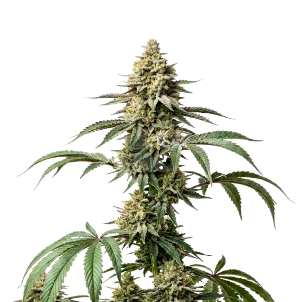 Bud showcase 3