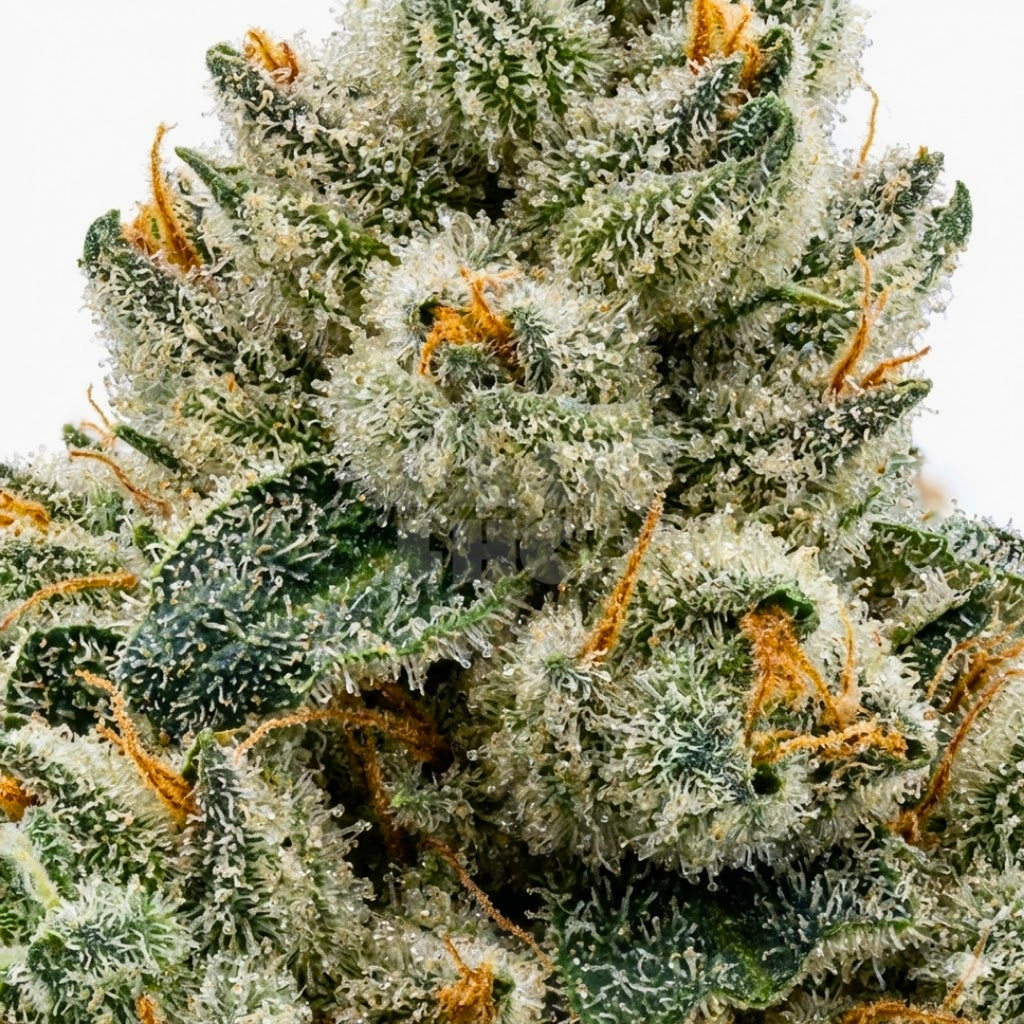 Alien Cookies x Kush Mints