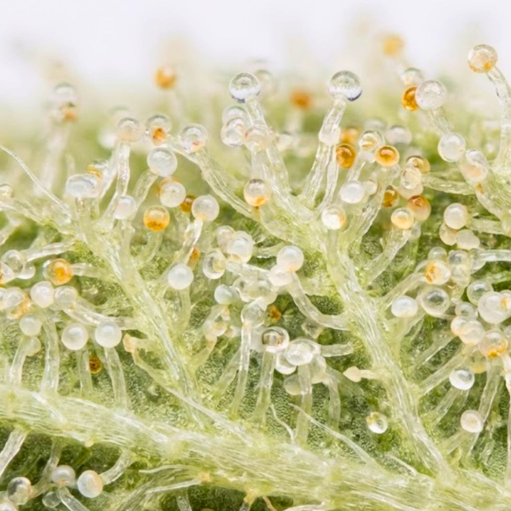 Bud showcase 1