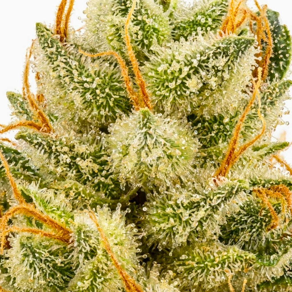 Alien OG