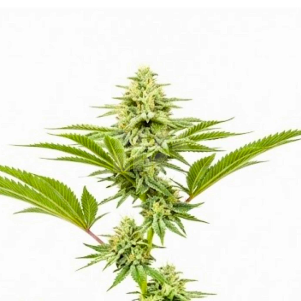 Bud showcase 4