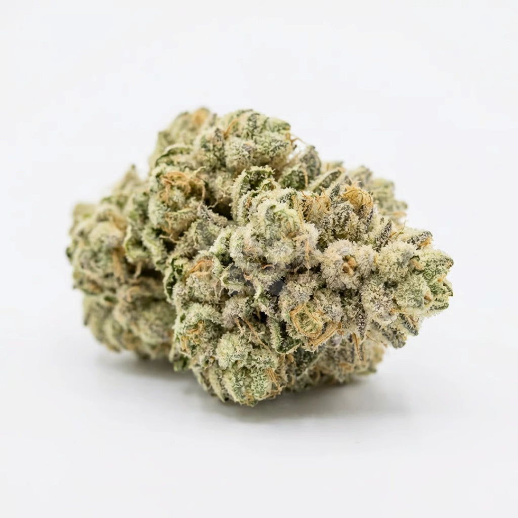 Bud showcase 4