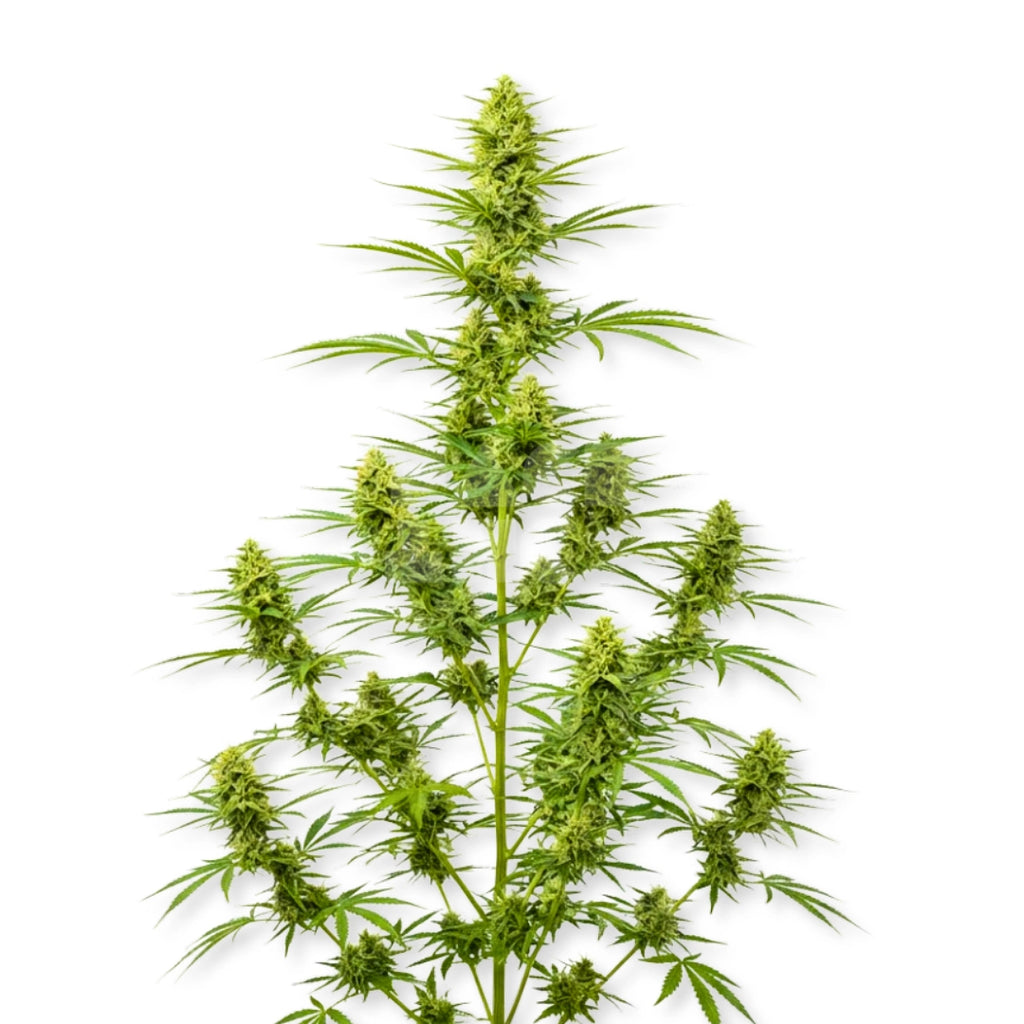 Bud showcase 1