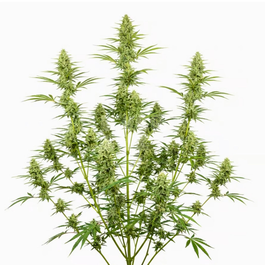 Bud showcase 1