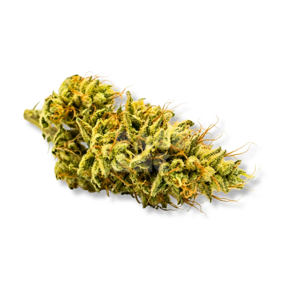 Bud showcase 3