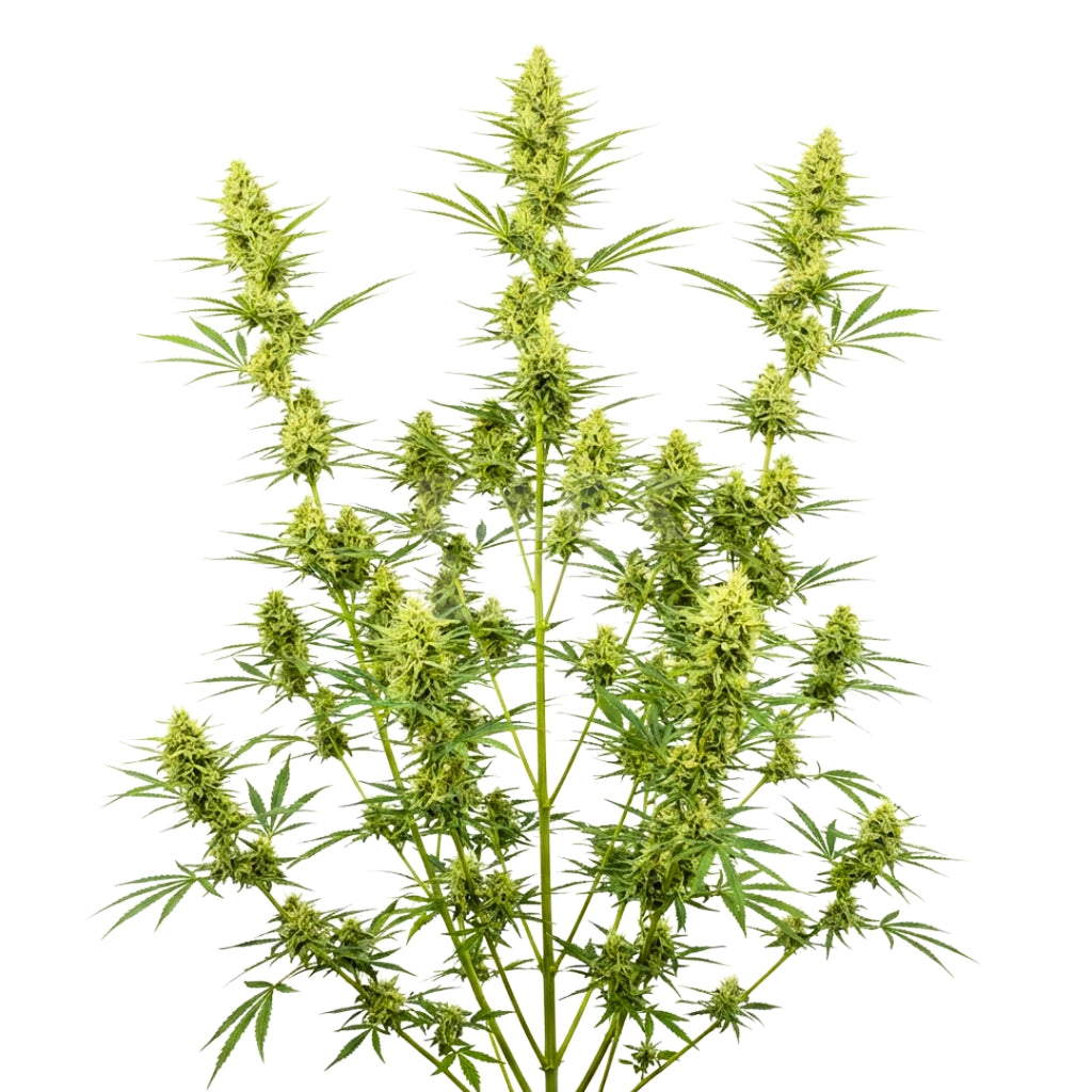 Bud showcase 2