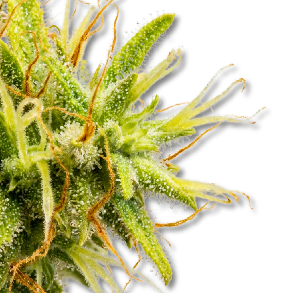 Amnesia Lemon