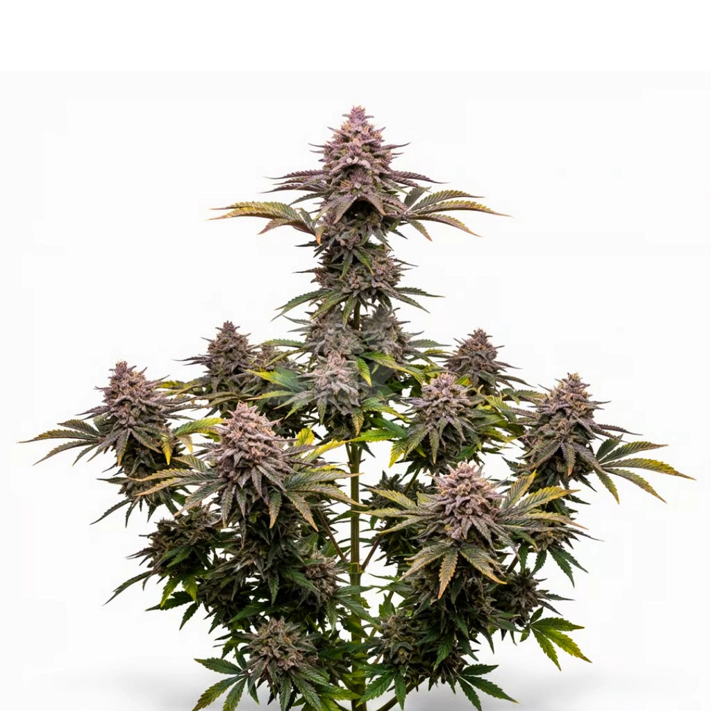 Bud showcase 1