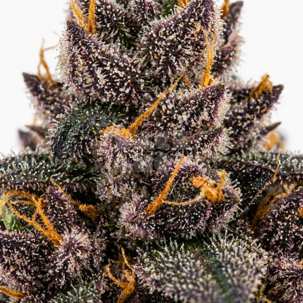 Amnesia Purple