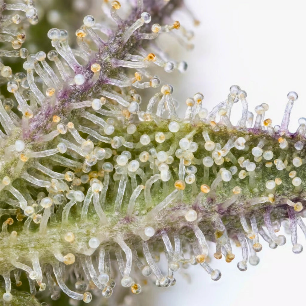 Bud showcase 3