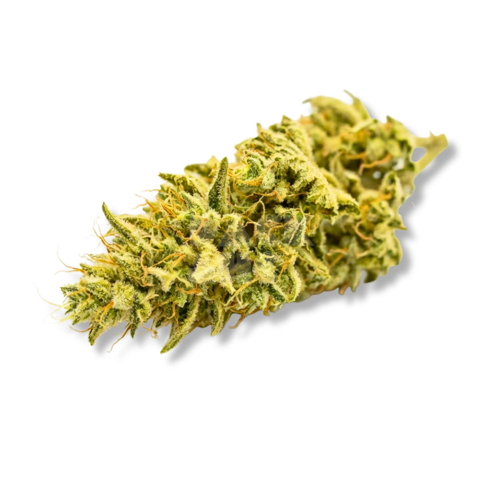 Bud showcase 3