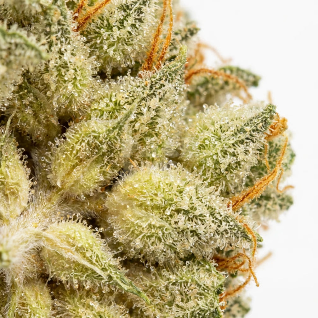 Amnesia x AK47