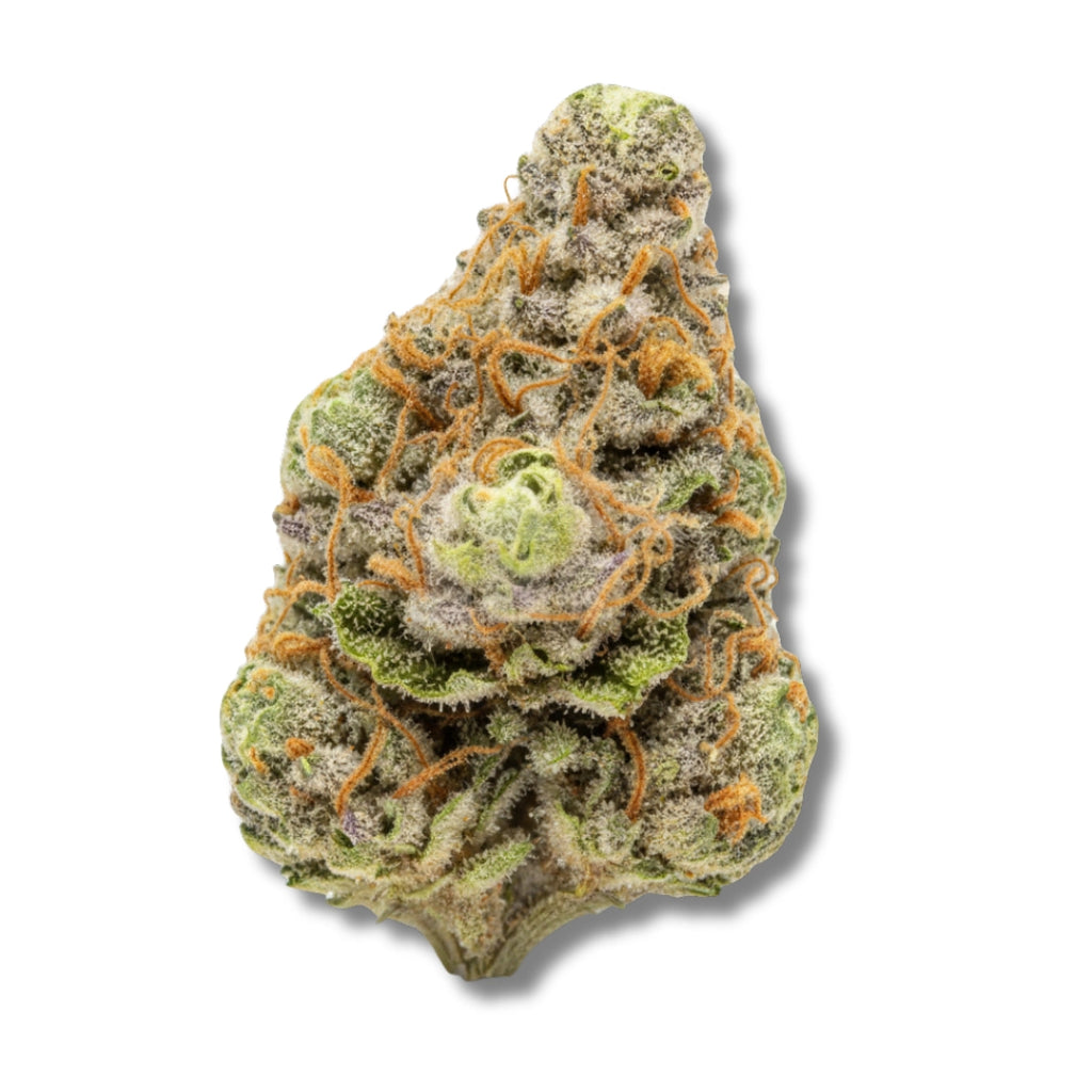 Bud showcase 3